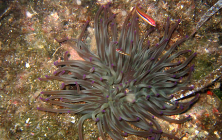 Immersioni nel mare di Salina nell'arcipelago delle Eolie