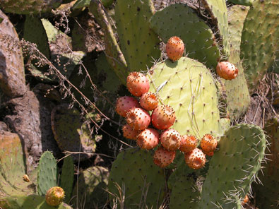 La natura nelle Eolie